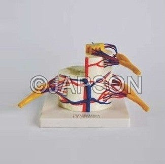 Human Vertebral And Partial Spinal Cord, Superior Human Vertebral And Partial Spinal Cord, Superior